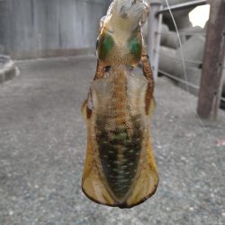 竹野~諸寄をランガン